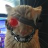 VASĦ #MGS's profile picture