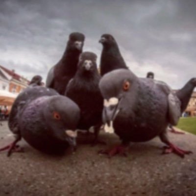 virusijr's profile picture