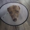 Krystyna Speer's profile picture