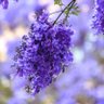 Mareefa_Mohammad profil fotoğrafı