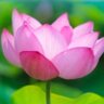 かおりん🍀 的头像