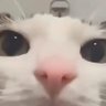 kaku's profile picture