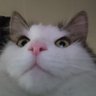 Profilbild von Zanesnip