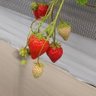 🍏Tsubomi.M🍏 profil fotoğrafı