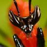 Red Mantis | Video editor 的头像