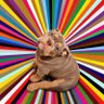 Sham Wowzer 💹🧲's profile picture