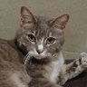 くろねこ's profile picture