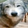 the plushie's profile picture