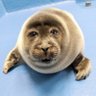 LftOverMedium's profile picture