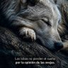 Lobito 的头像