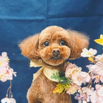 智pぴ🍀🏝👑🌙🐰's profile picture