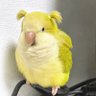 piçhasso 的头像