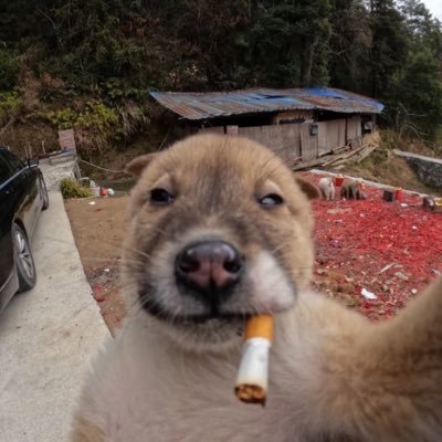 sadlydrunk's profile picture