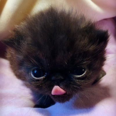 짭톡's profile picture