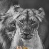 Profilbild von مسدس