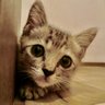 Profilbild von まめねこ