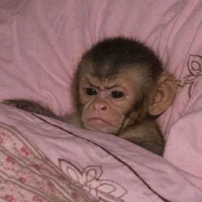 ddisgustata's profile picture
