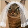 chheav's profile picture