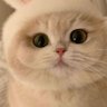 Taymi Cat profil fotoğrafı