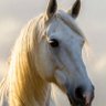 Daily Horse 的头像