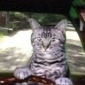 Toonces-look-out profil fotoğrafı