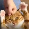 Cahyoww's profile picture