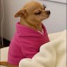 Luciana_pearl's profile picture