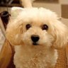 あおいるか's profile picture
