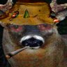 Luca777's profile picture