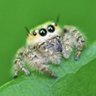 Фото профиля Spider