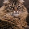 KousaMahshi's profile picture