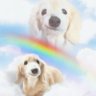 ophelia wumpus (comms open)'s profile picture