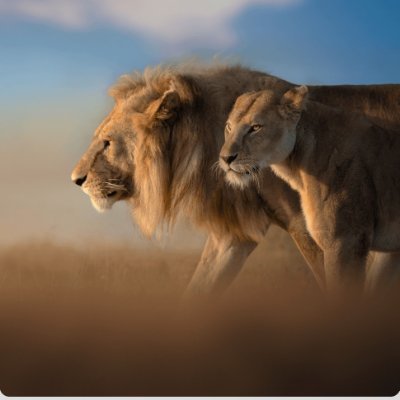 Animalclips01's profile picture