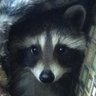 ame's profile picture