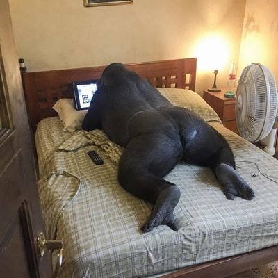 Asskay_booty's profile picture