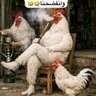 محمد البرادعي profil fotoğrafı