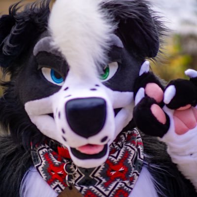 🐄 Beau Collie 🌽 🔜 MP's profile picture