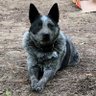 Фото профиля Just a good dog