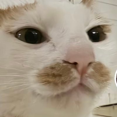 maofanQWQ's profile picture