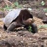 Anima Mundi profil fotoğrafı