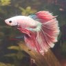 Honest Betta's profile picture