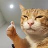 Like Cat 的头像