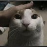 jbs's profile picture