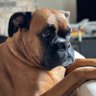 Фото профиля Bootsie