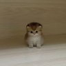ferrerthai_ 的头像