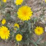 Фото профиля أشوَس
