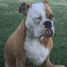 Itsallbull profil fotoğrafı