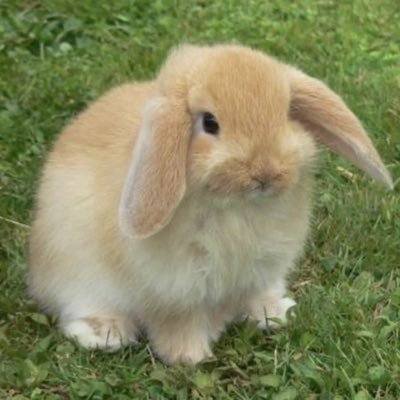 bunnytboys's profile picture