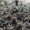 Фото профиля MidnightToker