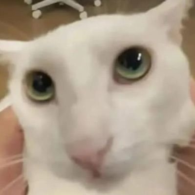 爱狼 💕's profile picture